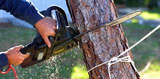 Best Tree Trimming and Pruning  in Sag Harbor, NY