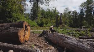 Best Firewood Processing and Delivery  in Sag Harbor, NY