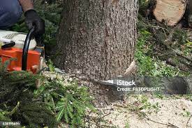 Best Hedge Trimming  in Sag Harbor, NY