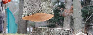 Best Tree Risk Assessment  in Sag Harbor, NY
