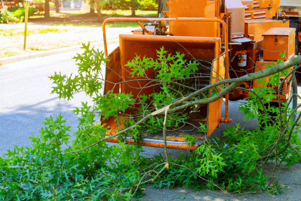Best Fruit Tree Pruning  in Sag Harbor, NY