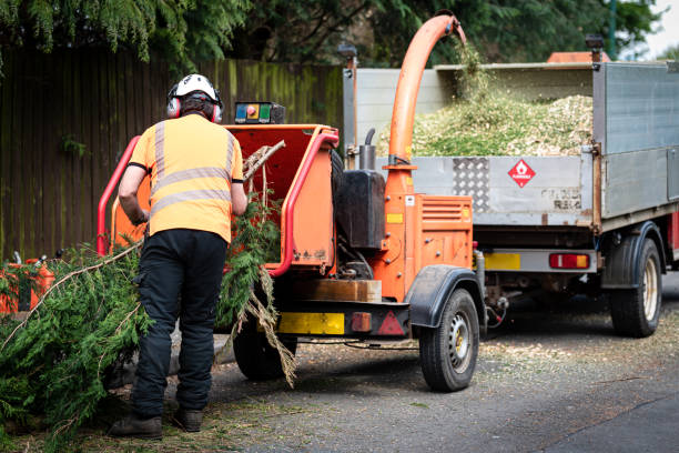 How Our Tree Care Process Works  in  Sag Harbor, NY