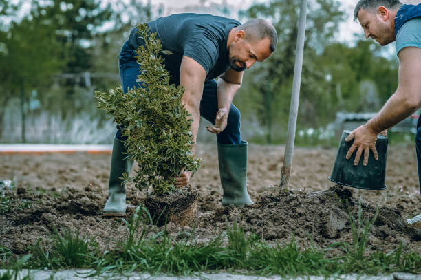 Best Tree Preservation Services  in Sag Harbor, NY