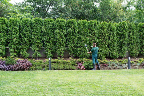 Best Root Management and Removal  in Sag Harbor, NY