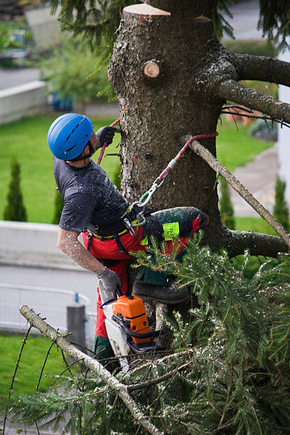 Best Lawn Mowing  in Sag Harbor, NY