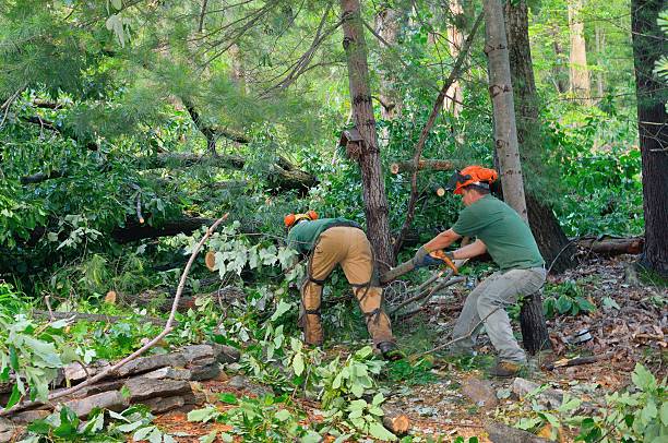 Best Utility Line Clearance  in Sag Harbor, NY