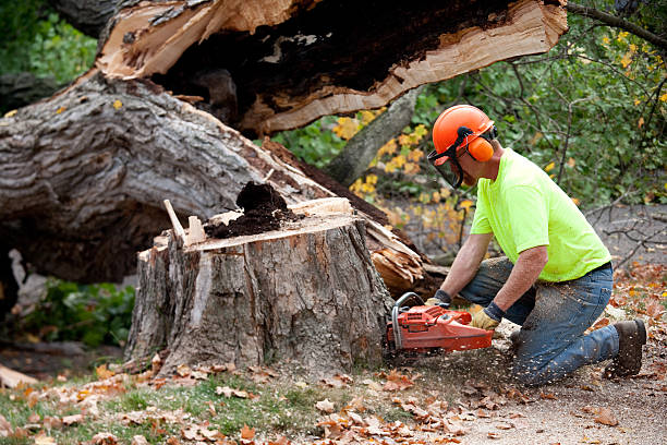 Best Tree Maintenance Programs  in Sag Harbor, NY