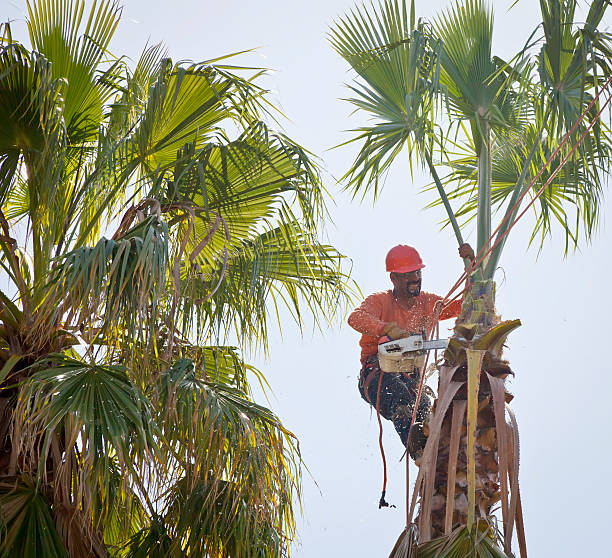 Best Tree Removal  in Sag Harbor, NY