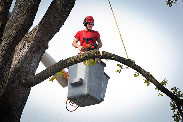 Leaf Removal in Sag Harbor, NY