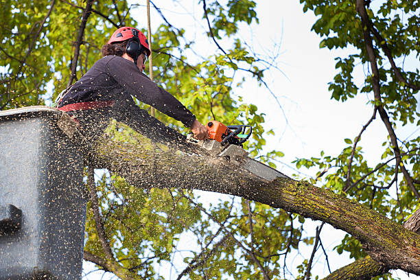 Best Tree Disease Treatment  in Sag Harbor, NY